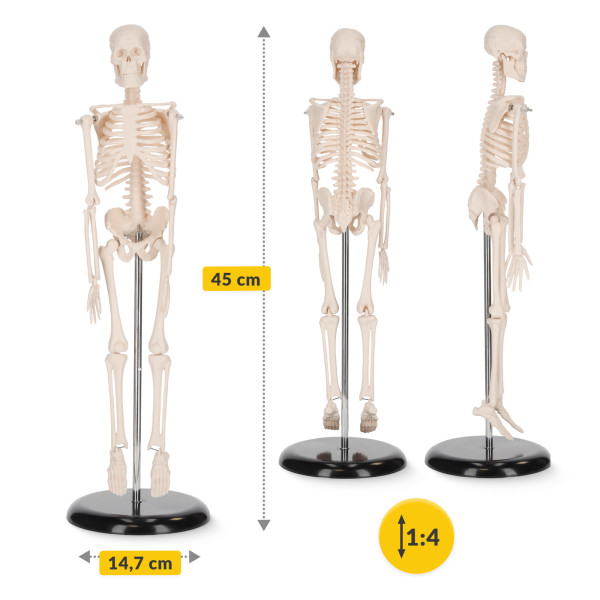 Schelet uman model anatomic 45 cm