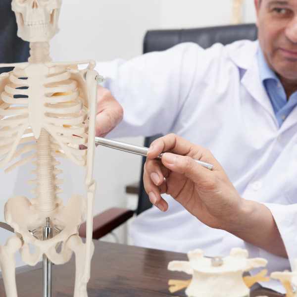 Schelet uman model anatomic 45 cm