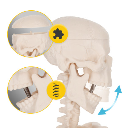 Schelet uman model anatomic 45 cm