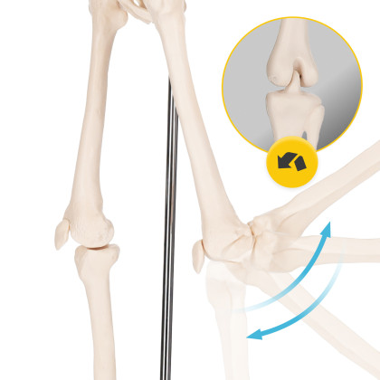 Schelet uman model anatomic 45 cm