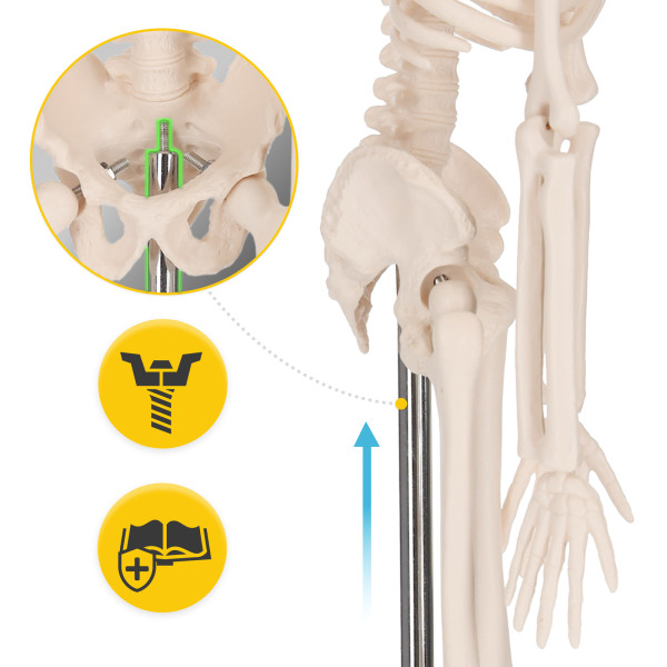 Schelet uman model anatomic 45 cm