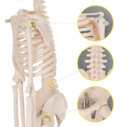Schelet uman model anatomic 45 cm