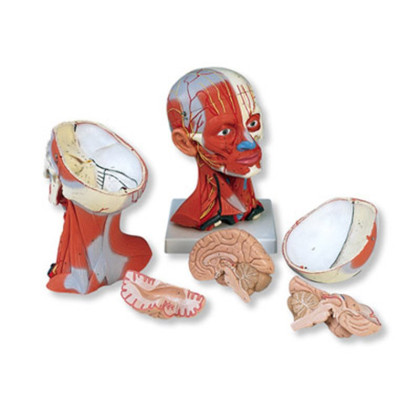 Musculatura Capului Si A Gatului 