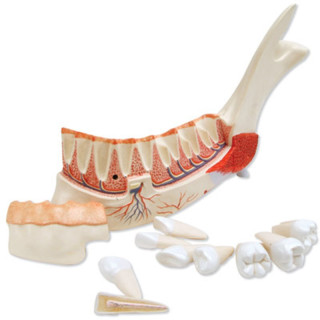 Jumatate De Mandibula Cu Dinti 2